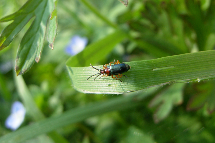 Due Chrysomelidae